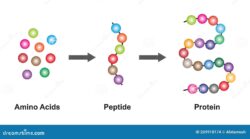When Amino Acids Meet Electronics: A Molecular Interface