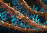 Biotechnology: Science Engineering — or a Little of Both?