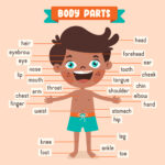Body Talk: The Physics of Human Motion and Vibration