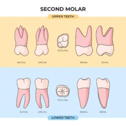 What is the molar mass of O2? Is it 15.9994 or double that?