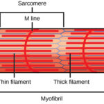 How Thick Is One Atom? The Curious Case of 2D Crystals