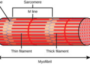 How Thick Is One Atom? The Curious Case of 2D Crystals