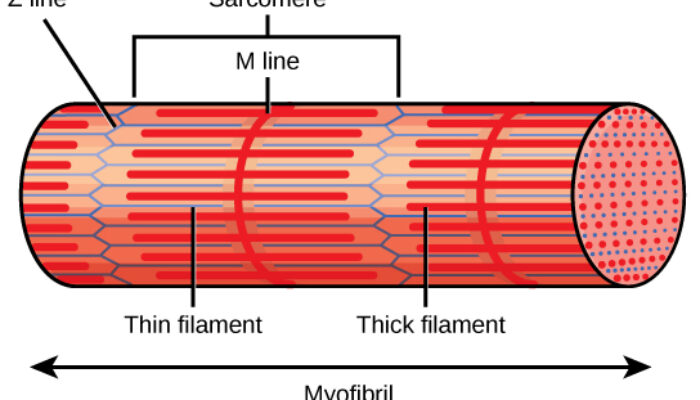 How Thick Is One Atom? The Curious Case of 2D Crystals