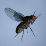 The Physics of Fruit Flies: Swimming Through Air
