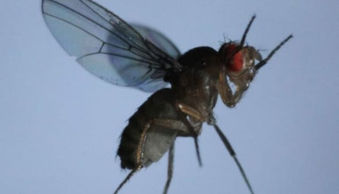 The Physics of Fruit Flies: Swimming Through Air