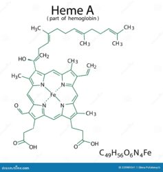 Chemistry: What do the molecular orbitals of heme look like?