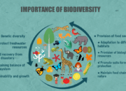 What are the Roles of Biodiversity in the Environment?