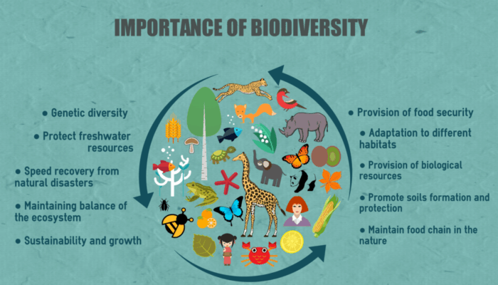 What are the Roles of Biodiversity in the Environment?