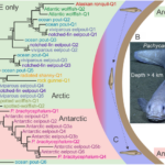 Nature’s Iceproof Secret: Antifreeze Proteins Revealed by Crystallography