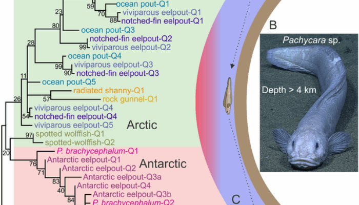 Nature’s Iceproof Secret: Antifreeze Proteins Revealed by Crystallography