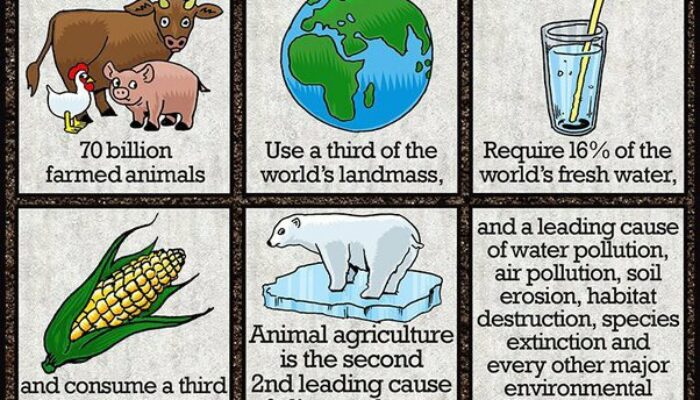 Is being a vegetarian really environmentally friendly?