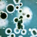 Microbiology Majors: Two Perfect Minors to Elevate Your Degree