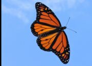 Butterfly Lights the Way: Nature Inspires Thermal Imaging