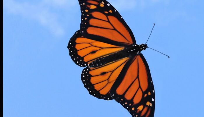 Butterfly Lights the Way: Nature Inspires Thermal Imaging