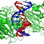 Double Helix Becomes an Electric Slide for Proteins