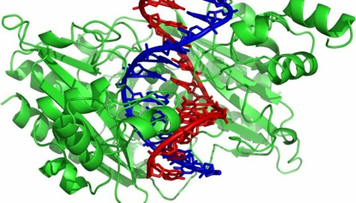 Double Helix Becomes an Electric Slide for Proteins