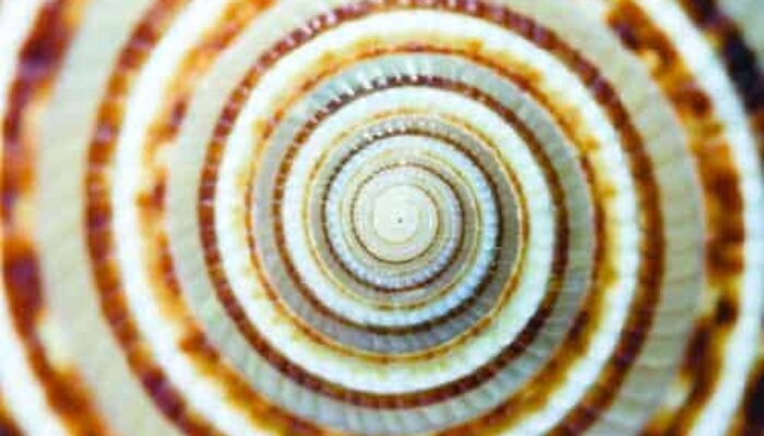 A Remade Tapestry: How Physics Reweaves the Fabric of Reality