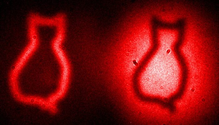Lights Camera Quantum: Entanglement Passes the Screen Test
