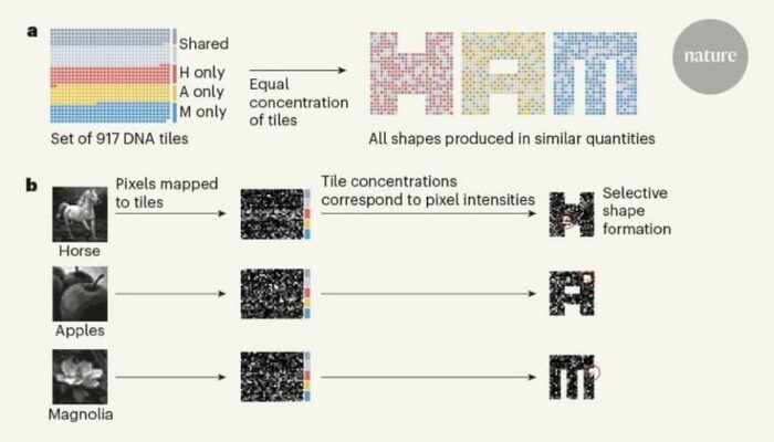 Self-Assembling Transistors? DNA Does It Again