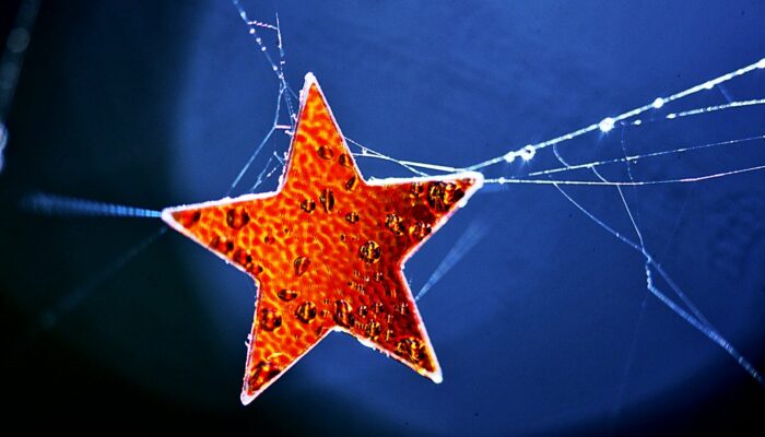 Quasars: Cosmic Lightshows or Star-Making Factories?