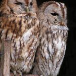 Birds Flock with Scale Invariance: Order Without a Leader