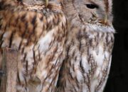 Birds Flock with Scale Invariance: Order Without a Leader