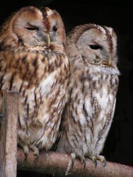 Birds Flock with Scale Invariance: Order Without a Leader