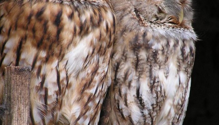 Birds Flock with Scale Invariance: Order Without a Leader