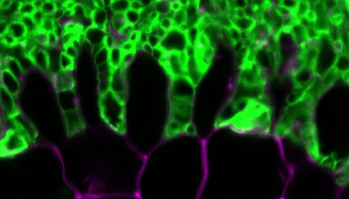 Quasar Shock: Bizarre Beacons May Be More Common Than We Thought