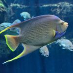 Fish Are Stirring the Oceans: A Surprising Discovery