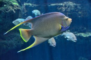 Fish Inspire Wind Farm Design