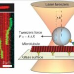 The Uncracked Friction Riddle of Molecular Motors