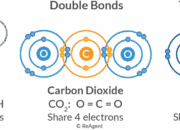 What types of atoms form covalent bonds?