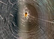 Web Life 3: The Entangled Lives of Online Physicists