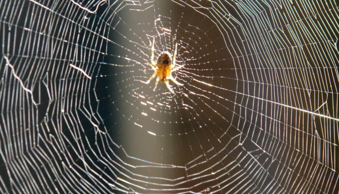 Web Life 3: The Entangled Lives of Online Physicists