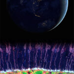 What are the importance of physics to biomedical science?