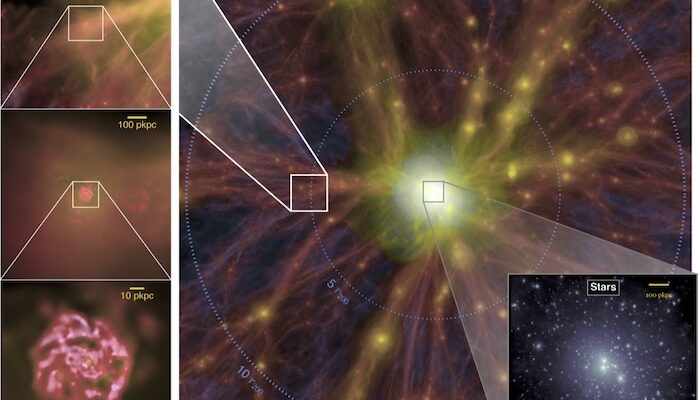 How Dark Matter Built the Cosmic Web of the Universe